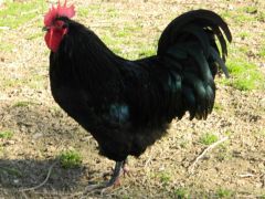 coq_1