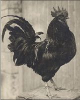 coq_histoire