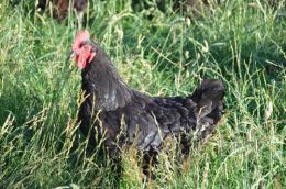 poule