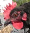 poule_tete